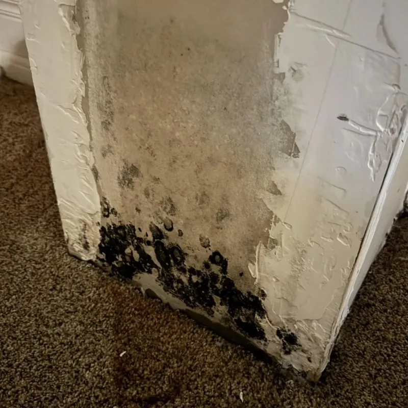 Professional Mold Removal in Dallas County, AL